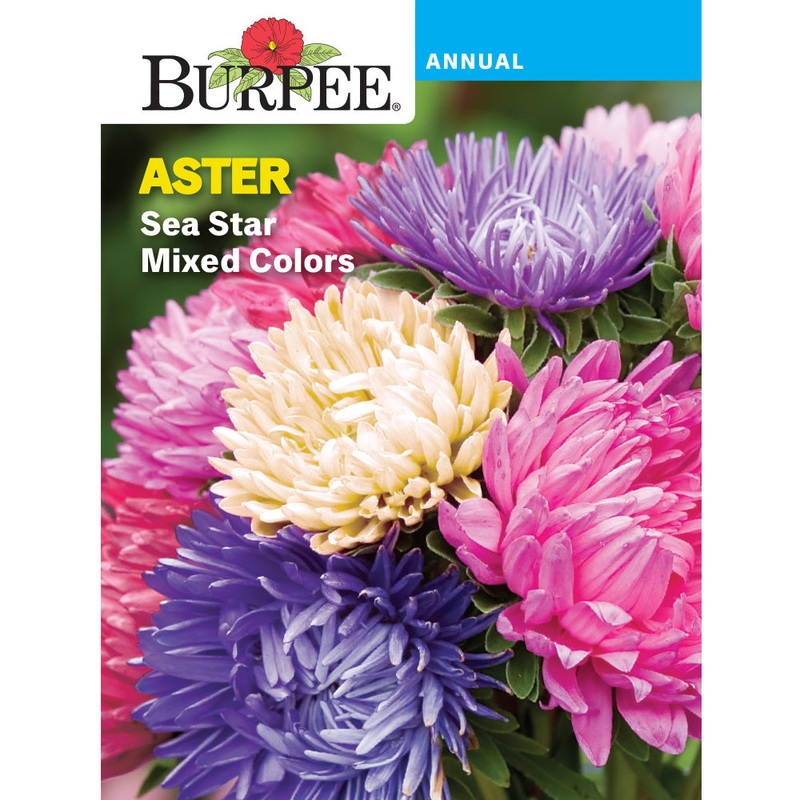 Sea Star Aster Flower Seed Pack 36271