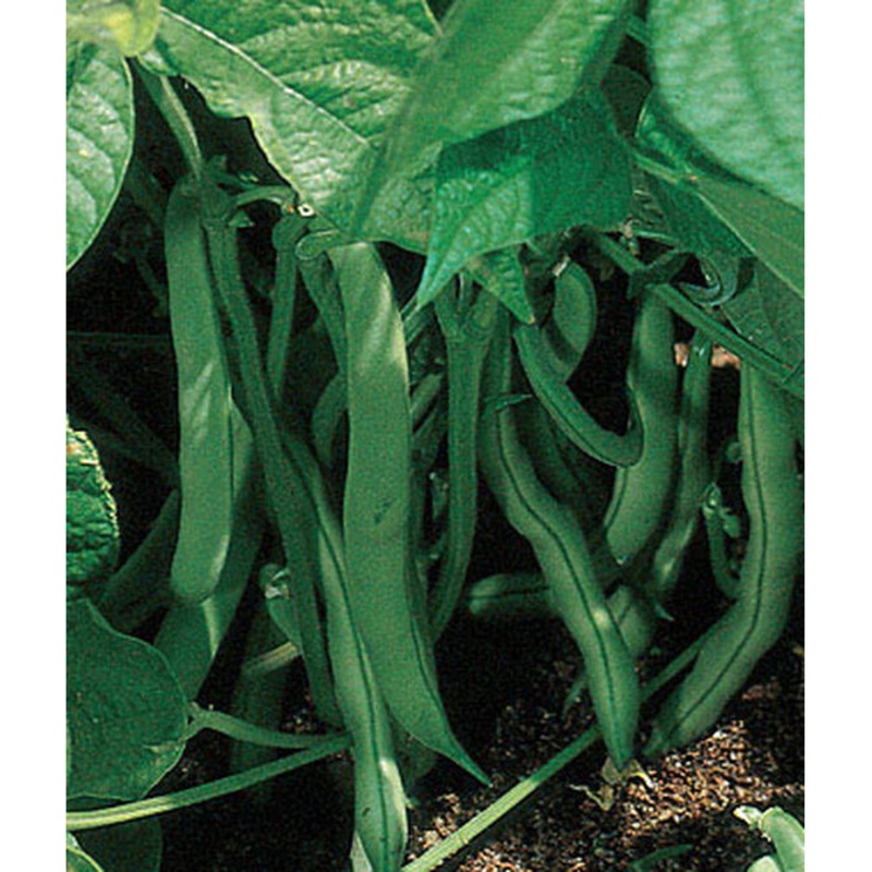 Garden Bean Stringless Green Bean Pod Seed 53944 85 gram