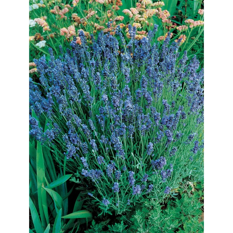 Lavender, Lady Flower Seed Pack 62075