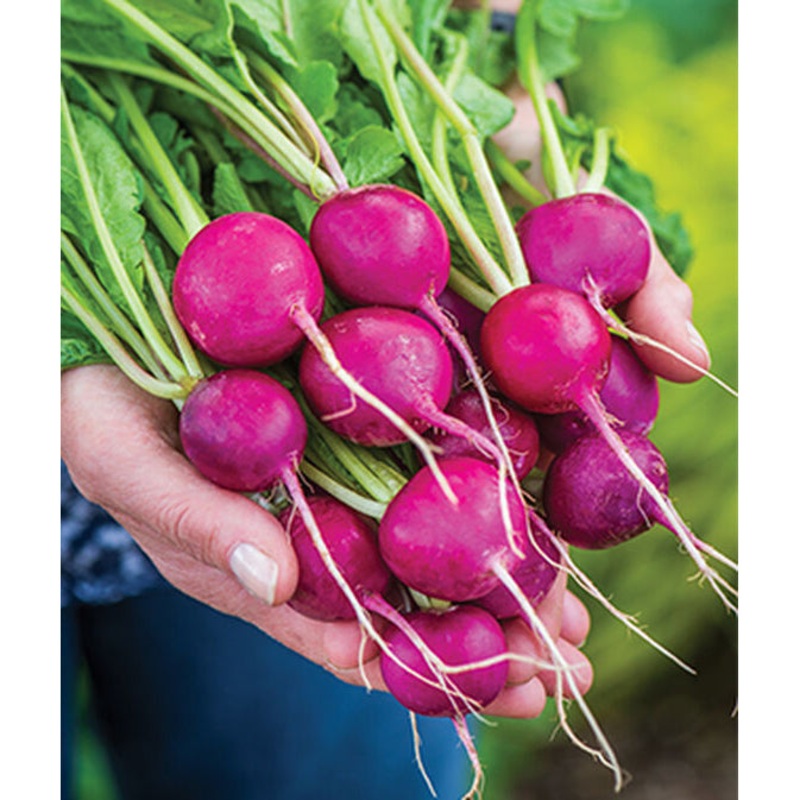 Royal Purple Radish Seed Pack 58667