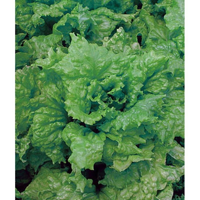 Seed Tape Black Seeded Simpson Lettuce 69710