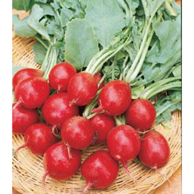 Champion Radish Seed 9908600