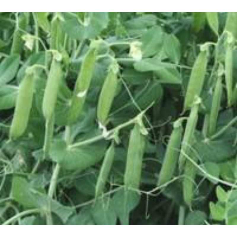 Bolero Peas 991595 1/2 lb.