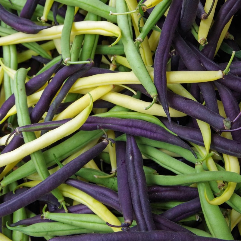 American Blend Bush Bean Seeds 60010