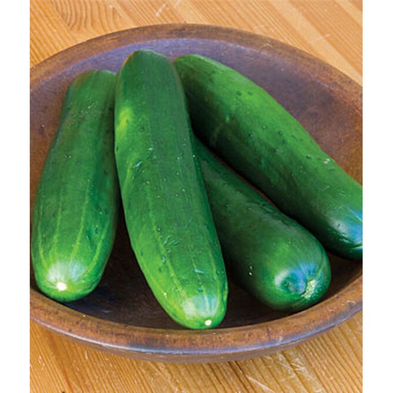 Burpless Beauty Cucumber Seed Pack 52177