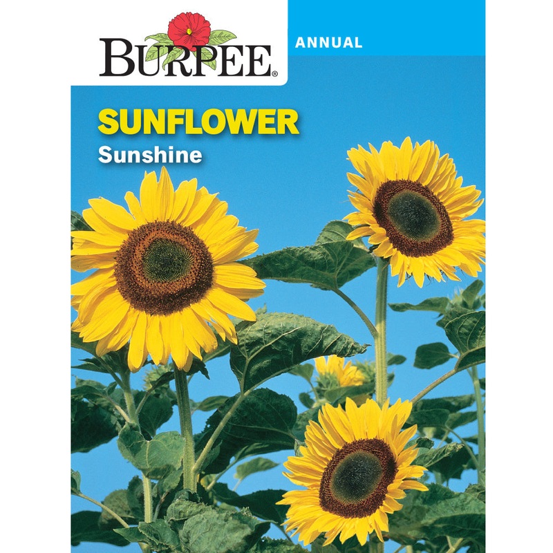 Sunshine Sunflower Seed Pack 38679