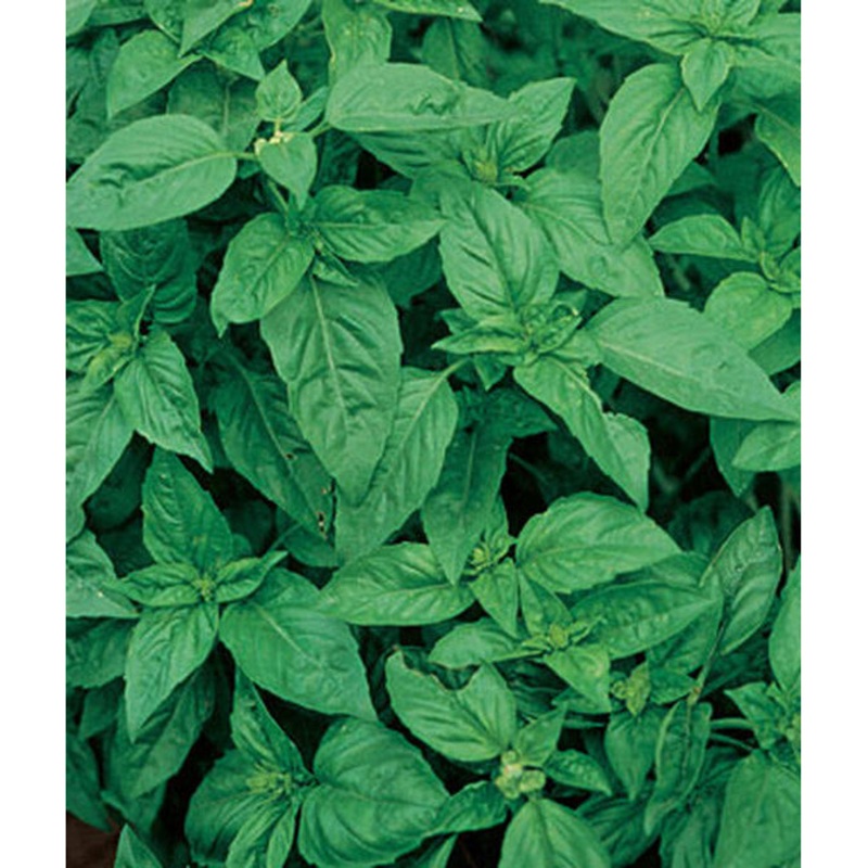 Sweet Basil Seed Pack 56762