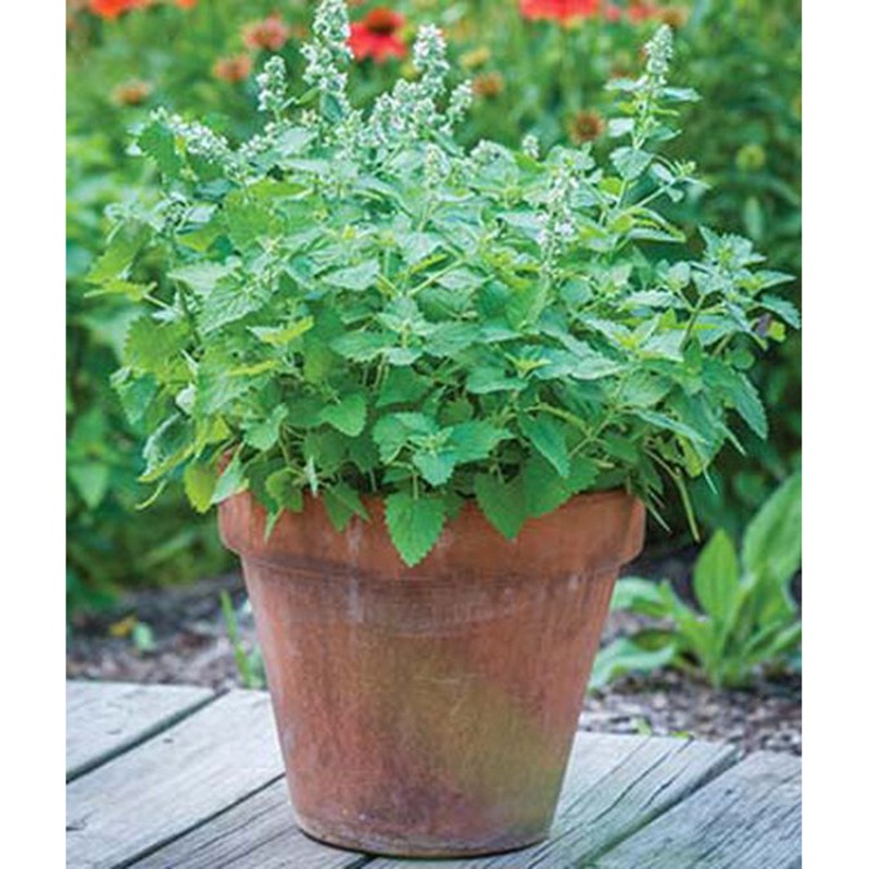 Catnip Herb Seed Pack 55798