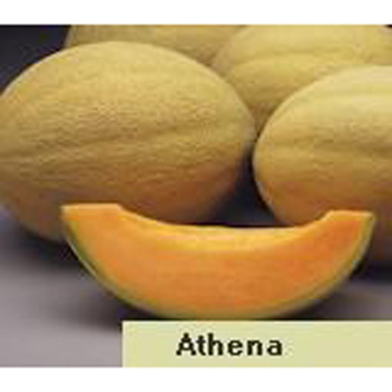 Athena Hybrid Cantaloupe Seed Pack 9901640