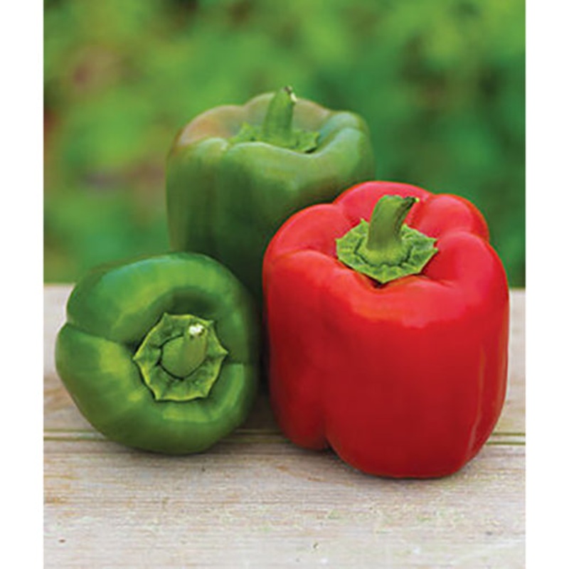 Big Red Sweet Pepper Seed Pack 63978