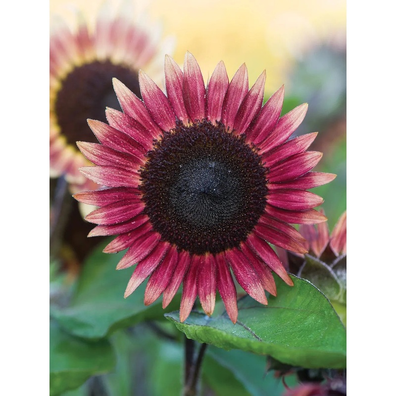 Sunflower, Ms. Mars Flower Seed Pack 33358