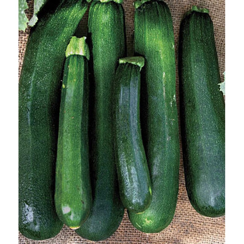 Black Beauty Zucchini Summer Squash Seed Pack 60081