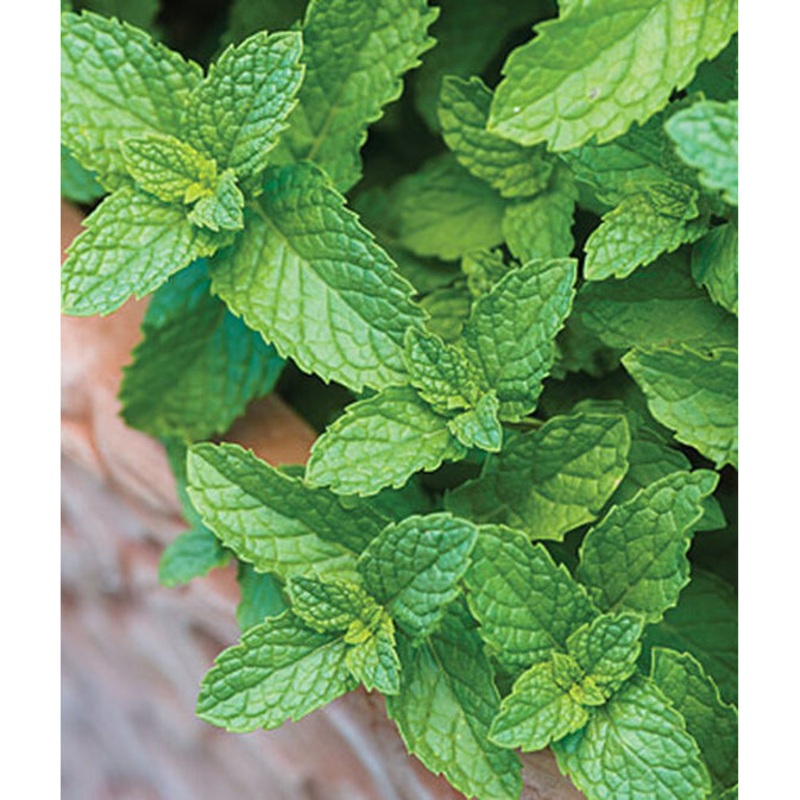 Spearmint Herb Seed Pack 66175