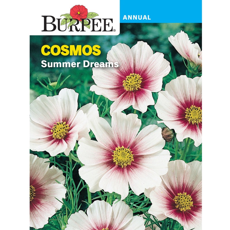 Summer Dreams Cosmos Flower Seed Pack 31131