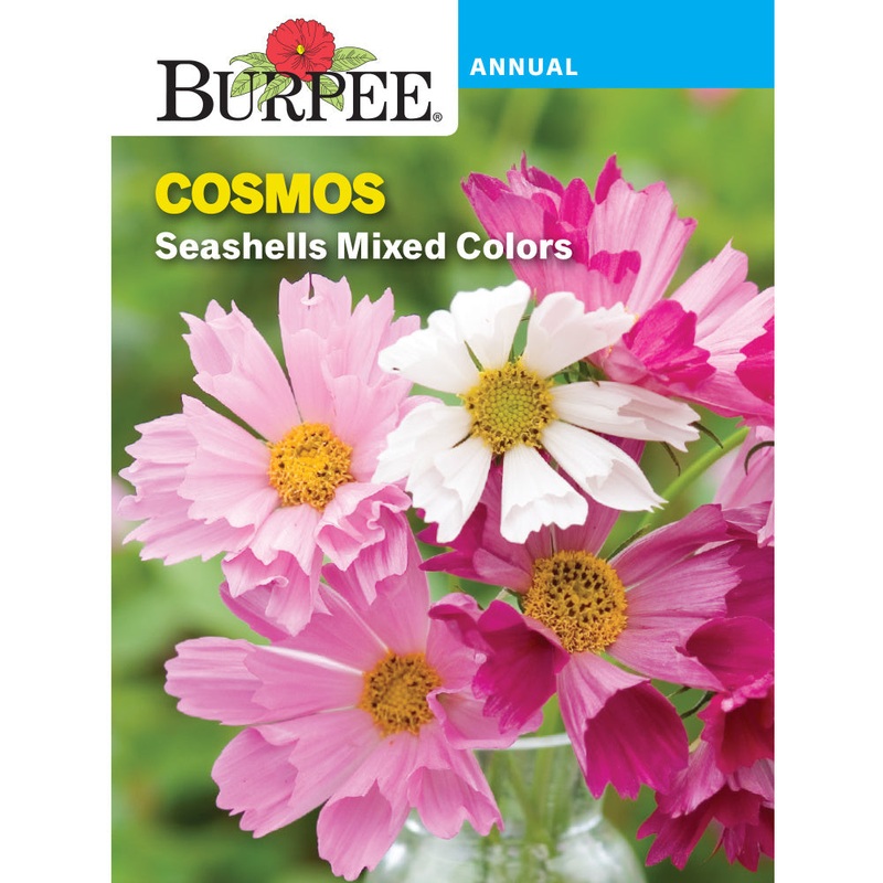Seashells Cosmos Flower Seed Pack 36393