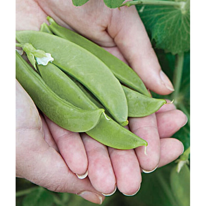 Super Snappy Pea Seed Pack 65607