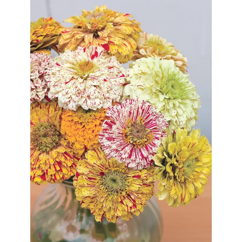 Zinnia, Candy Cane Mix Flower Seed Pack 47225