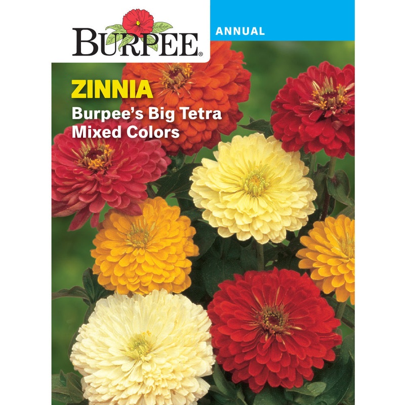 Big Tetra Zinnia Flower Seed Pack 33657