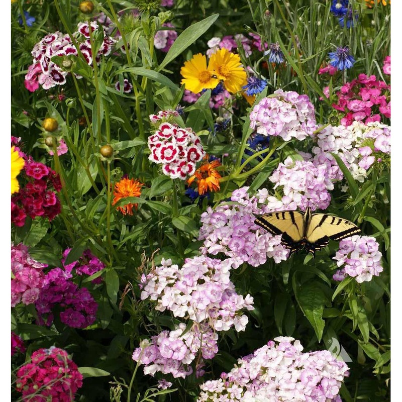 Butterfly Garden Seed Mix 9938130