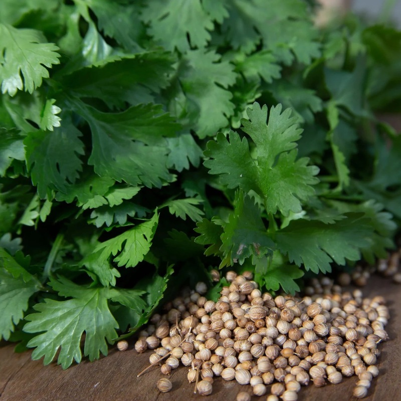 Coriander Seeds 9914500