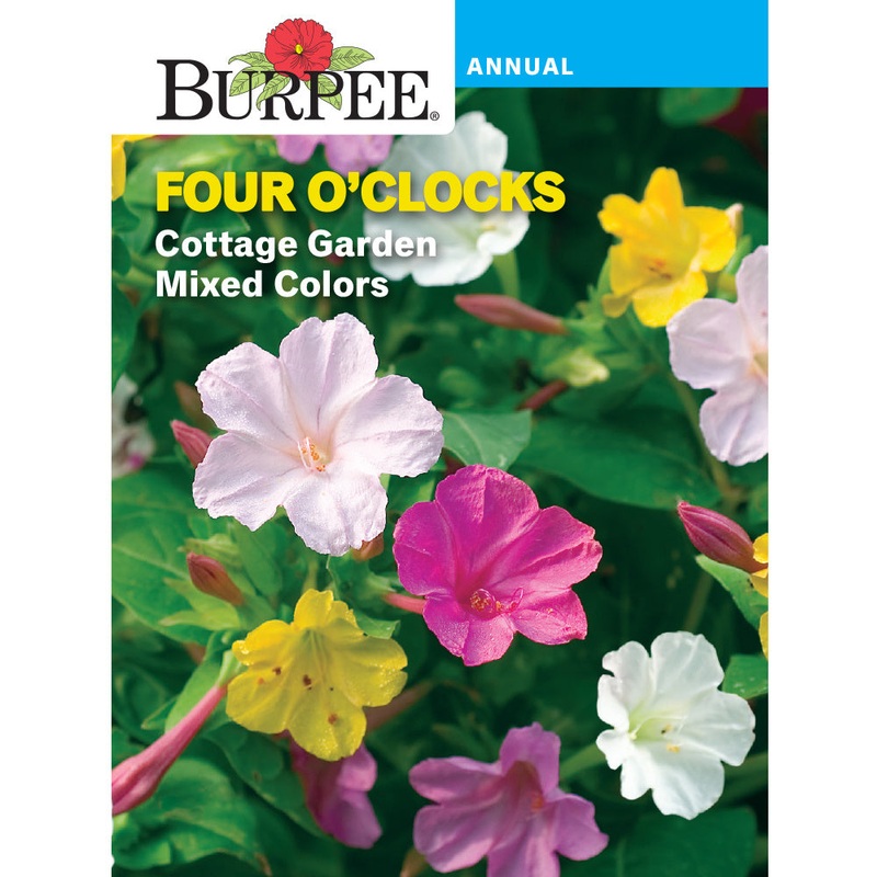 Cottage Garden Four O’Clock Flower Seed Pack 43786