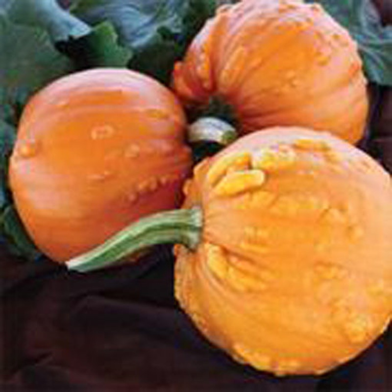 Toad Pumpkin Seeds 9908530