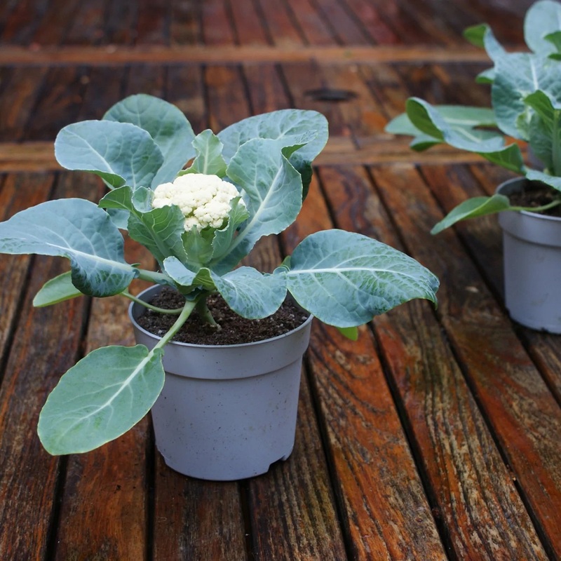 Baby F1 Hybrid Cauliflower Seeds 60500