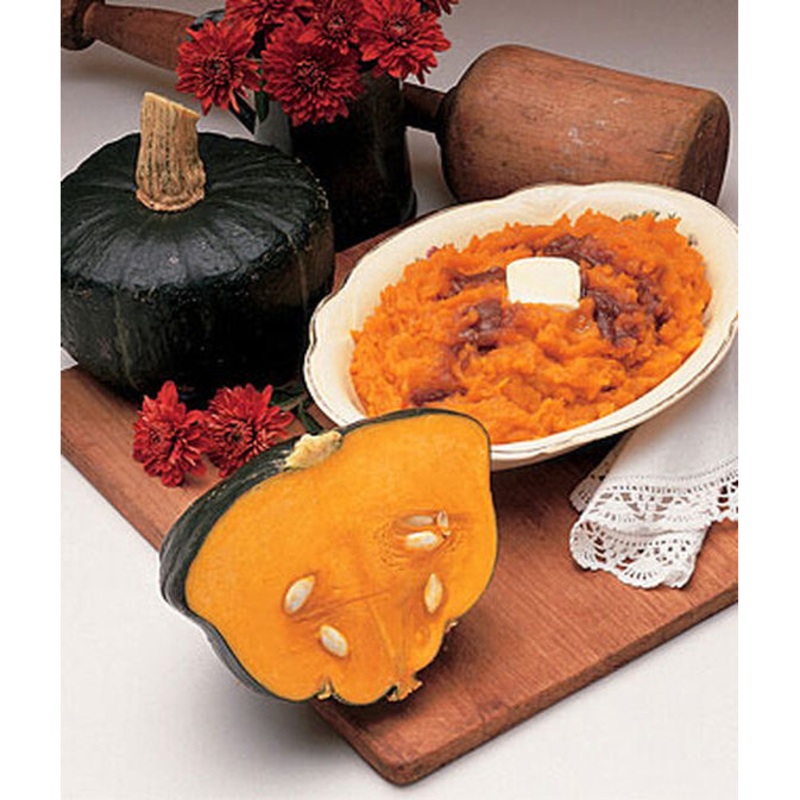Buttercup Winter Squash Seed Pack 61300