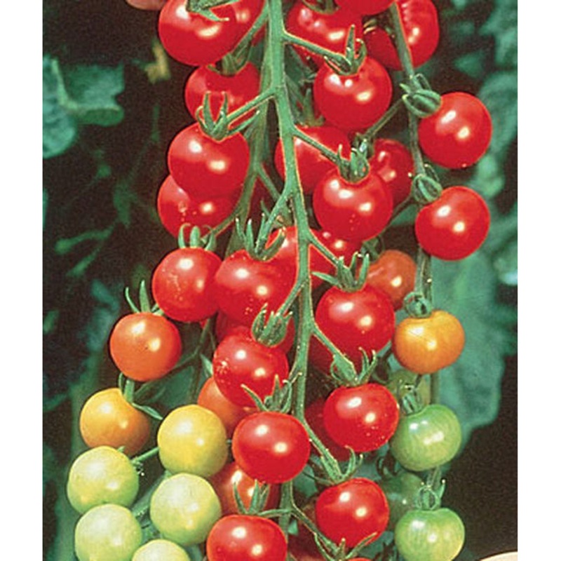Super Sweet 100 Hybrid Cherry Tomato Seed Pack 64857
