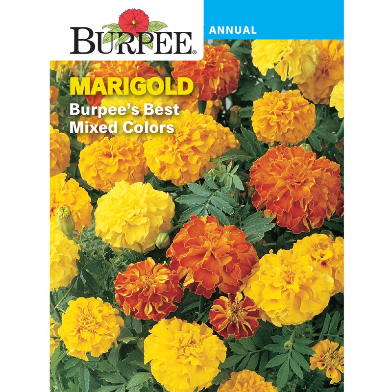 Best Mixed Colors Marigold Seed Pack 41679