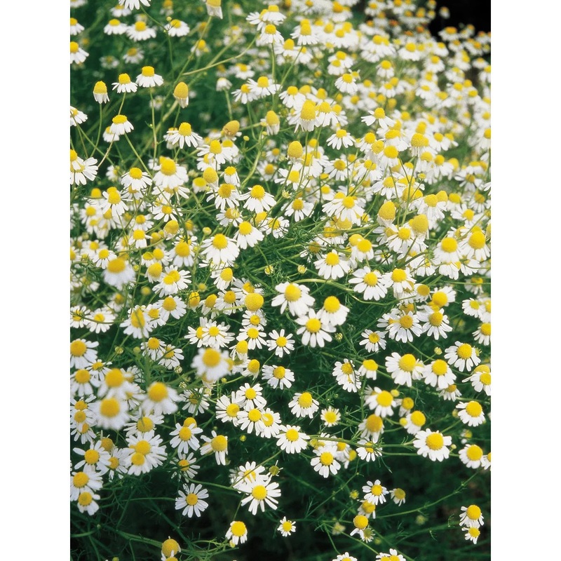 Chamomile, German Seed Pack 66019