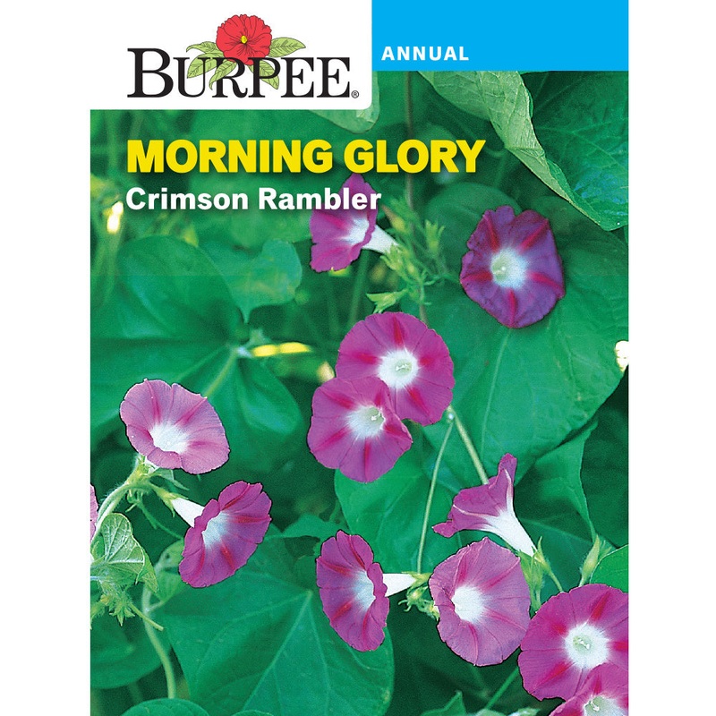 Crimson Rambler Morning Glory Flower Seed Pack 48488