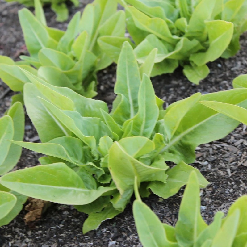 Amish Deer Tongue Lettuce Seeds 61800