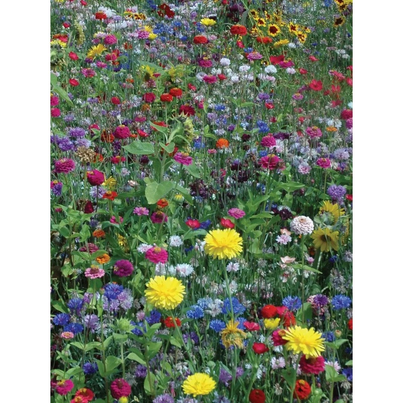 Wildflowers, Hummingbird & Butterfly Mix Seed Pack 45018