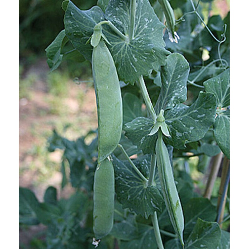 Value Pack Blue Bantam Peas 69489 75 grams