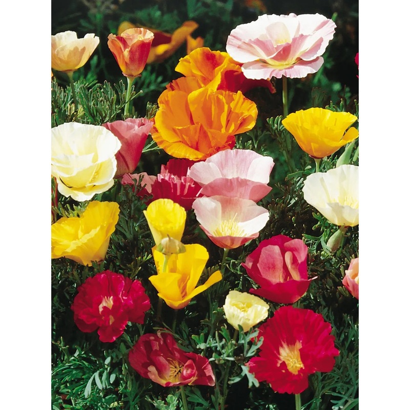 California Poppy, Sunset Mixed Colors Flower Seed Pack 44230