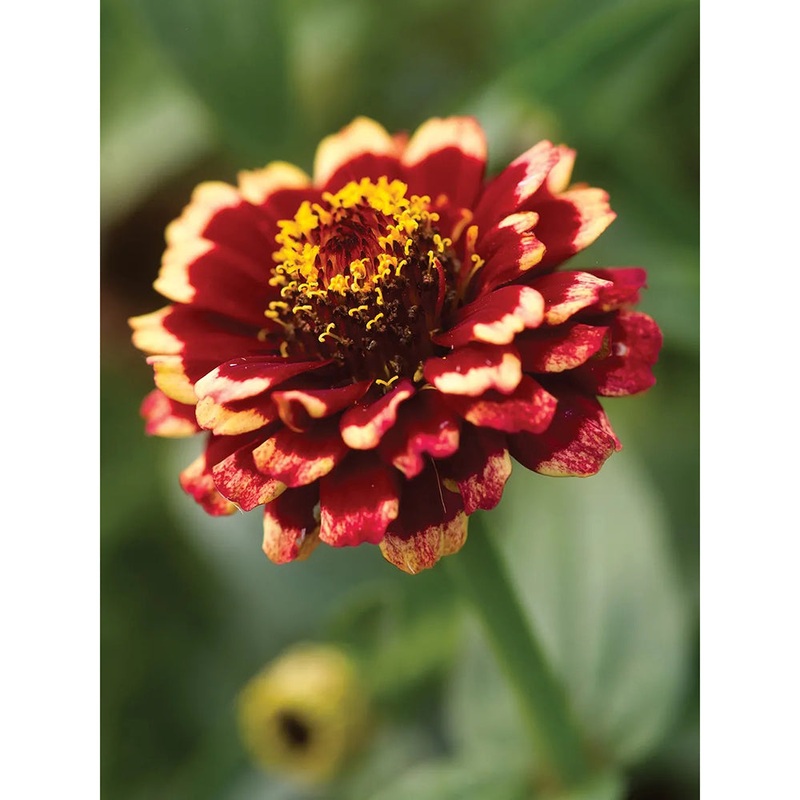 Zinnia Color Crackle Flower Seed Pack 31029
