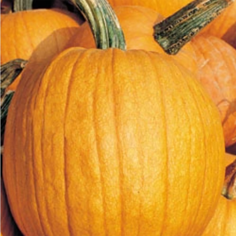 Big Max Pumpkin Seeds 9907700