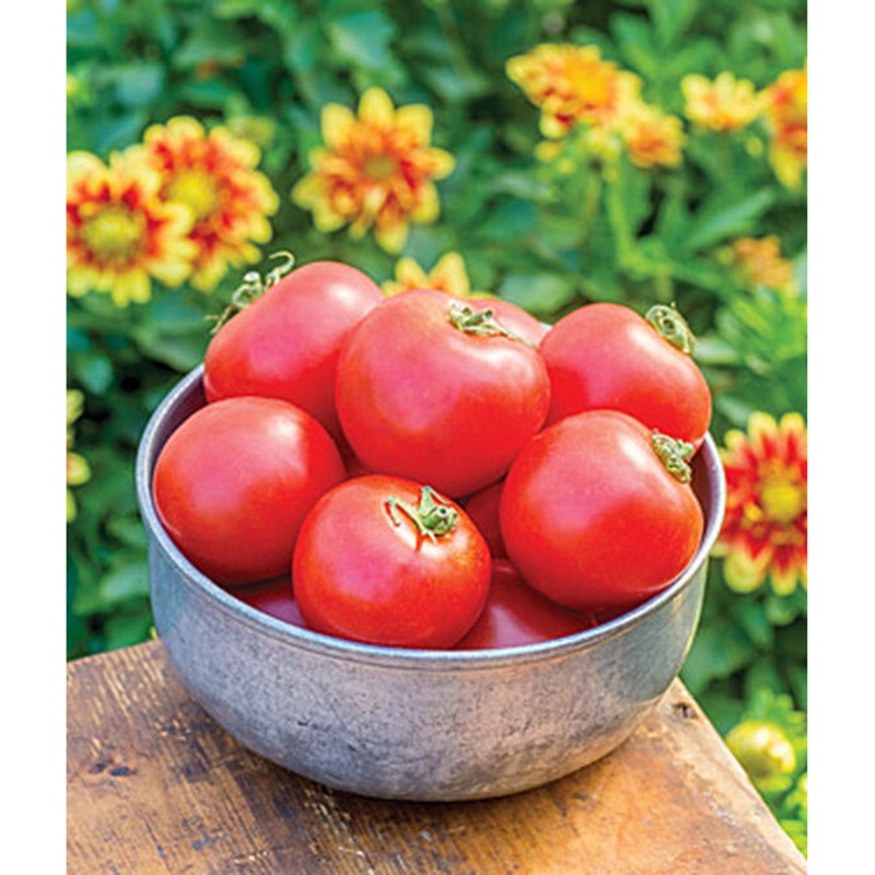 Cloudy Day Hybrid Tomato Seed Pack 54341