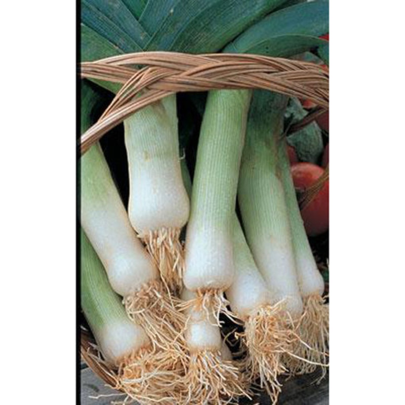 American Flag Leek Seed Pack 9906300
