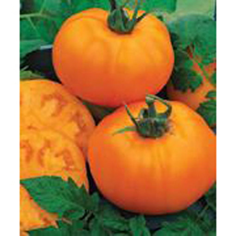 Chef’s Choice Orange Hybrid Tomato Seeds 9912050