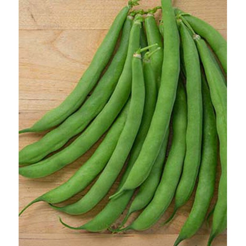 Tenderpod Green Bean Seed Pack 67803