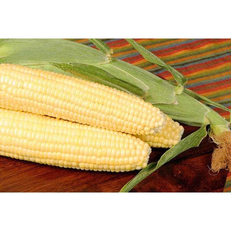 Bodacious Yellow Sweet Corn 9921302 1/2 lb.