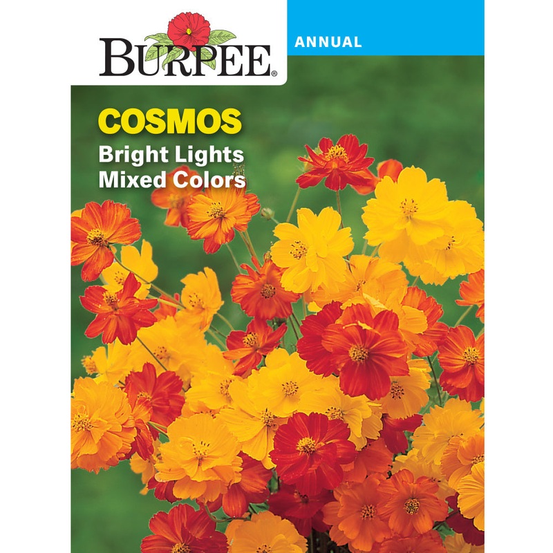 Bright Lights Cosmos Flower Seed Pack 36324