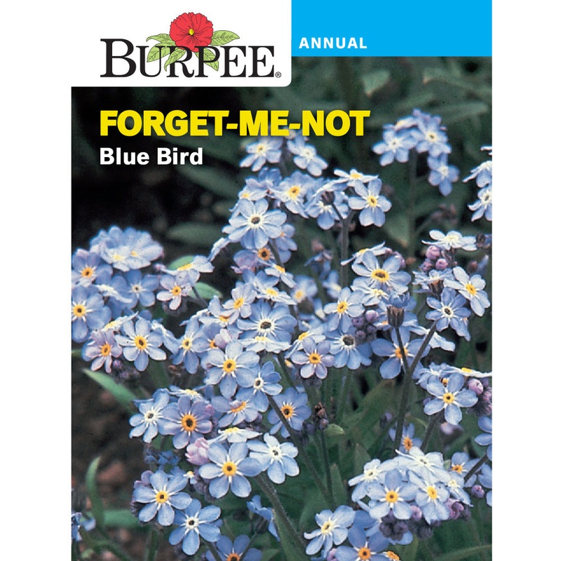 Blue Bird Forget-Me-Not Flower Seed Pack 43778