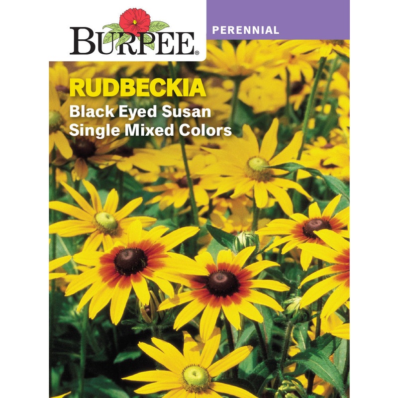 Black Eyed Susan Rudbeckia Seed Pack 43977