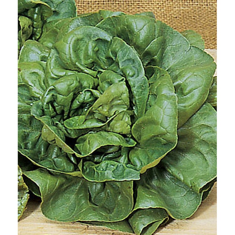 Bibb Lettuce Seed Pack 55863