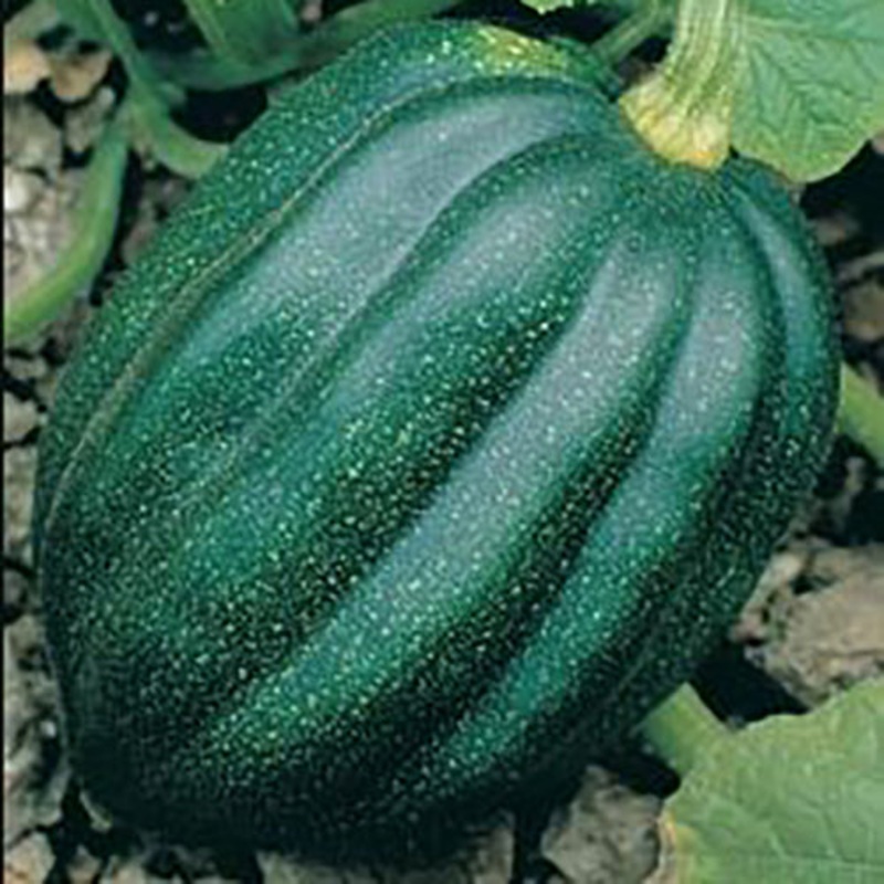 Table Queen Acorn Squash Seeds 9910100