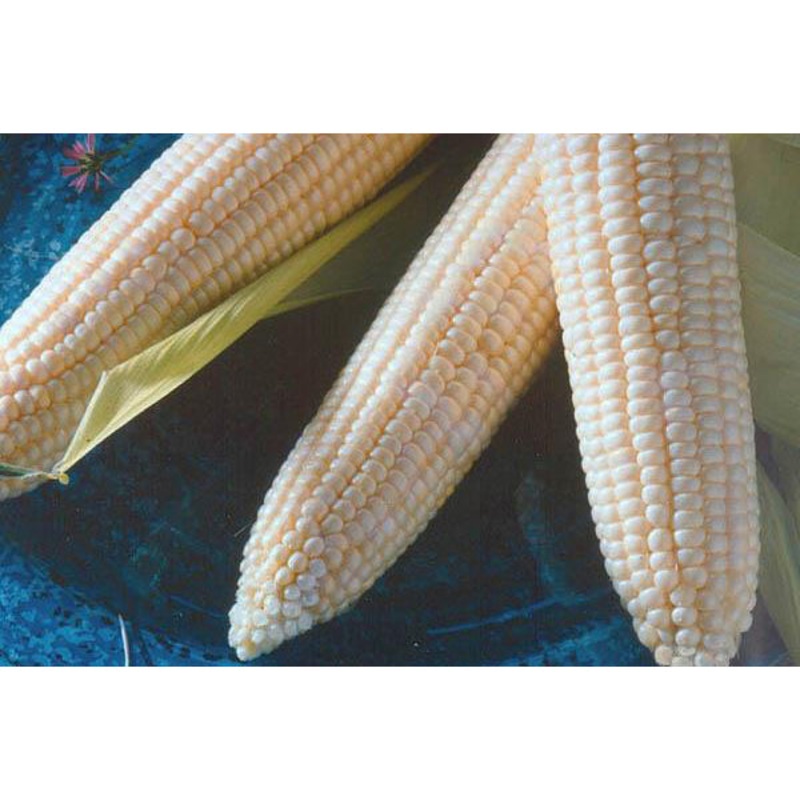 Argent White Sweet Corn 9921102