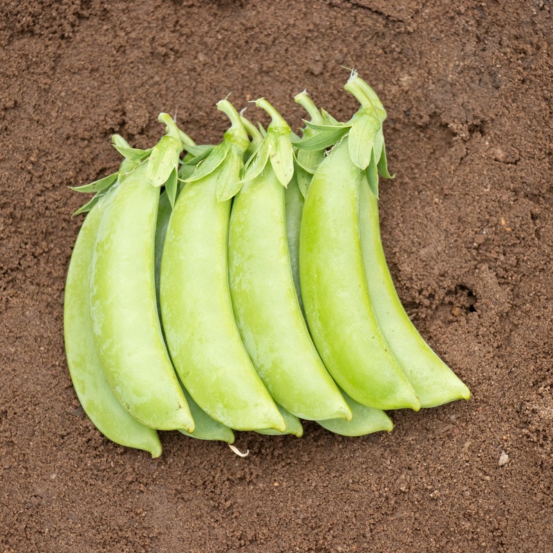 Cascadia Sugar Snap Pea Seeds 1758 1/2 lb